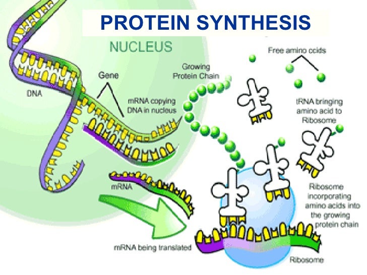 protein in dna sythesis Steps in protein synthesis: step 1: the first step in protein synthesis is the transcription of mrna from a dna gene in the nucleus. protein in dna sythesis Steps in protein synthesis: step 1: the first step in protein synthesis is the transcription of mrna from a dna gene in the nucleus.