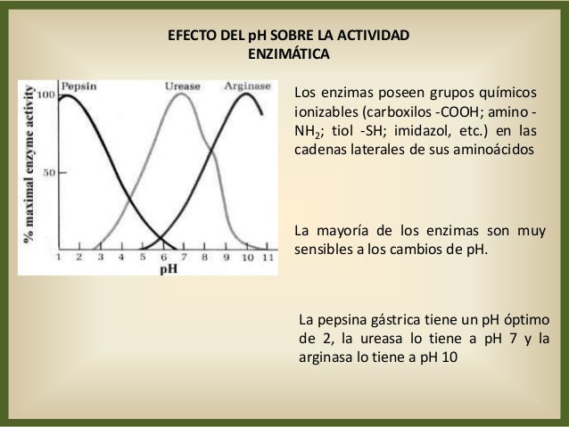 Proteinas enzimología