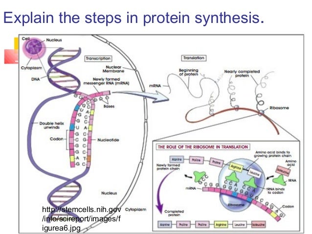 genetic coding expression transcription and translation essay genetic coding expression transcription and translation essay