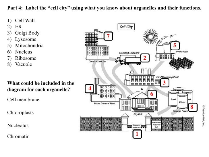 35 Cell City Worksheet Answers Worksheet Resource Plans