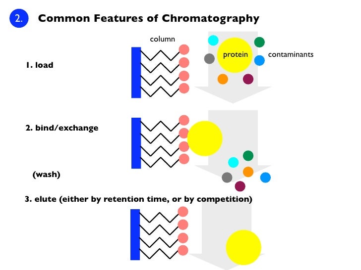 Protein purification
