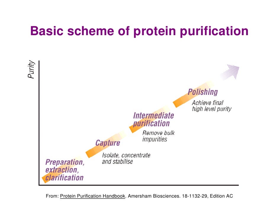 Protein Purification Hjp