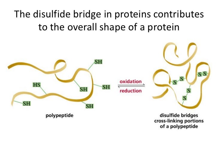 Protein structure