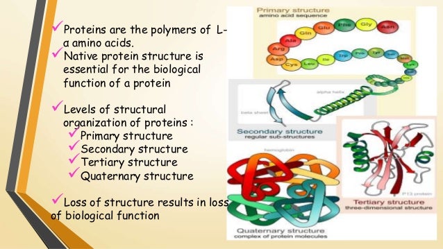 protein structure and function protein structure and function