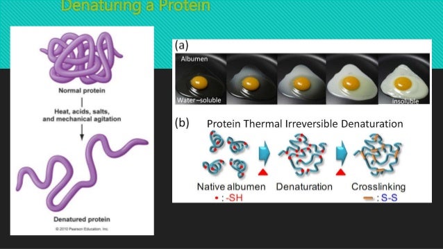 denaturing of proteins At the molecular level, natural proteins are shaped like coils or springs when natural proteins are exposed to heat, salt, or acid, they denature—that is, their. denaturing of proteins At the molecular level, natural proteins are shaped like coils or springs when natural proteins are exposed to heat, salt, or acid, they denature—that is, their.