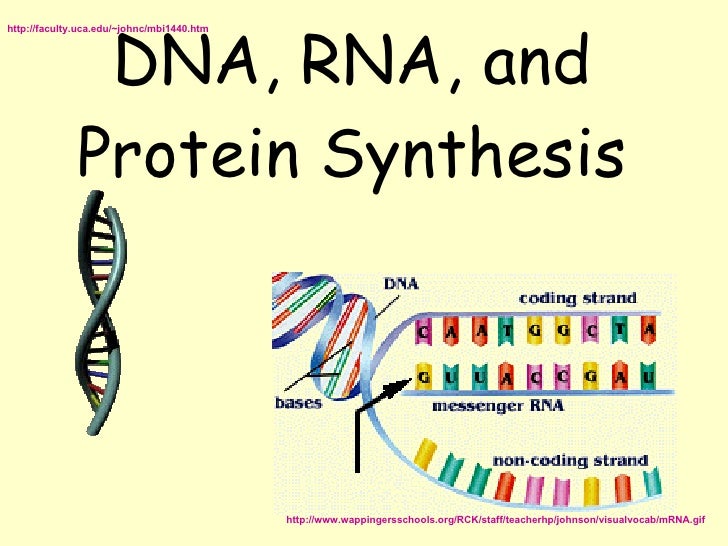 Protein synthesis