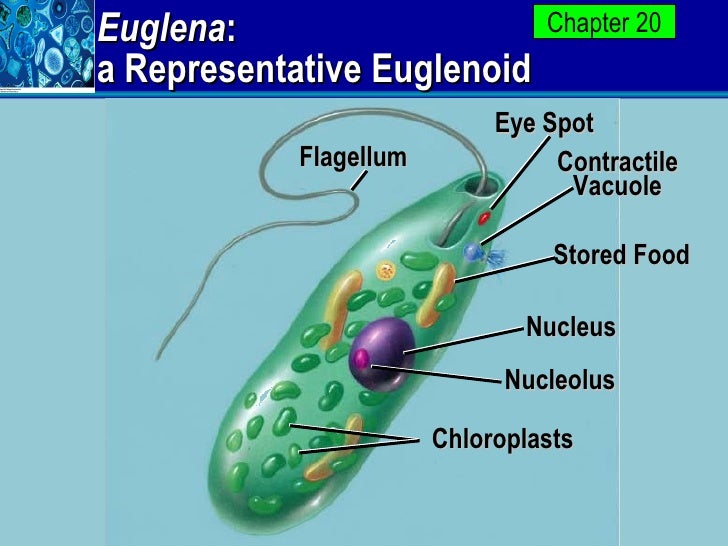 Euglena Eyespot Protist apbio