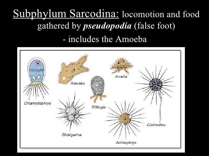 Protozoan Characteristics of locomotion Britannicacom