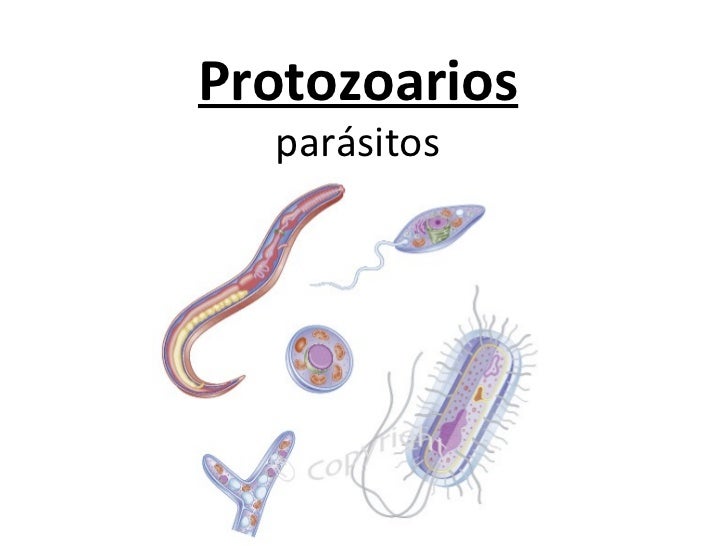 Verdades y mentiras sobre la toxoplasmosis