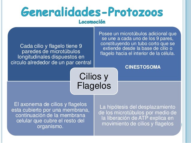 La sosa de la lavativa de las lombrices las revocaciones