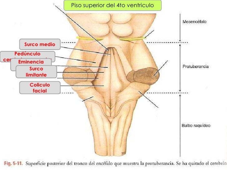 Protuberancia - Breen Flores Protuberancia - Breen Flores