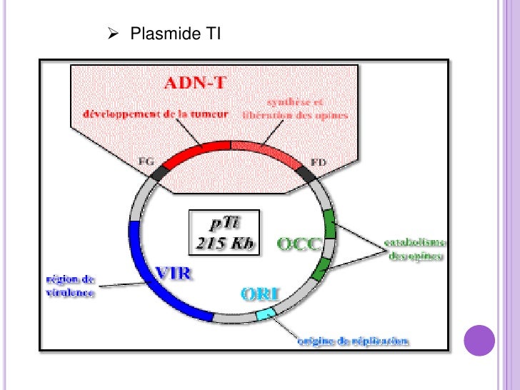 Comment Introduire Un Adn Plasmidique Exogène Dans Une Bactérie