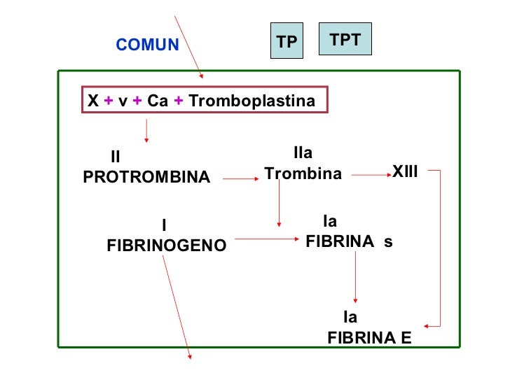 Pruebas de coagulación