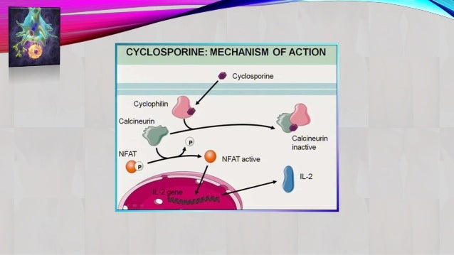 Prednisolone Mechanism Of Action