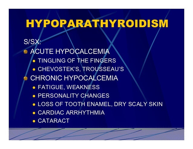 dolphin information approximately their food regimen