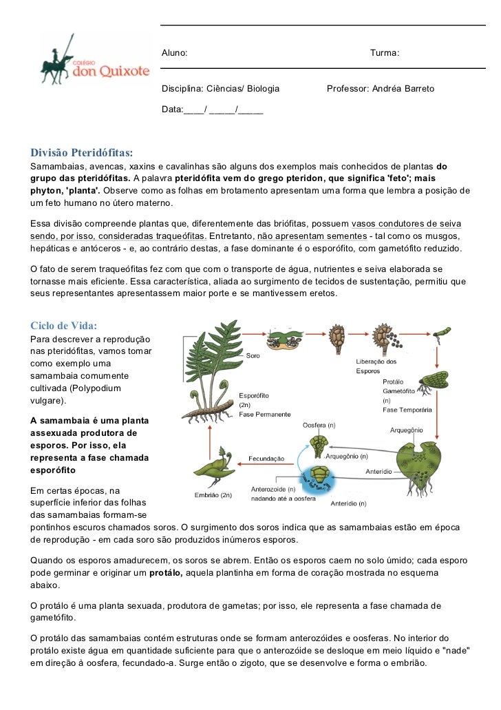 Pteridófitas & briofitas