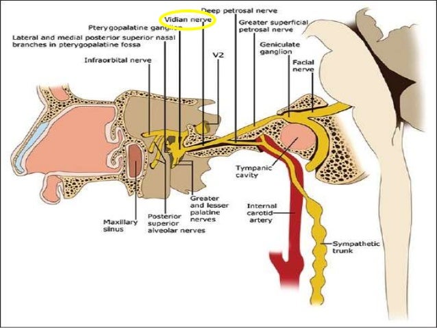 Allergic fungal sinusitis pathology outlines zyrtec dry sinuses
