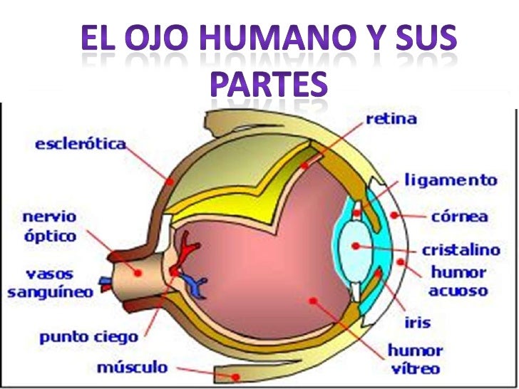 El Ojo Y Sus Parte Imagui