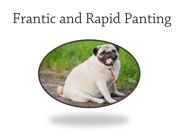 overheated symptoms pugs overheating symptoms overheated symptoms pugs overheating symptoms