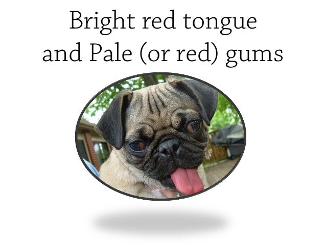 overheated symptoms pugs overheating symptoms overheated symptoms pugs overheating symptoms