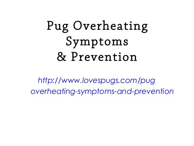 overheated symptoms pugs overheating symptoms overheated symptoms pugs overheating symptoms