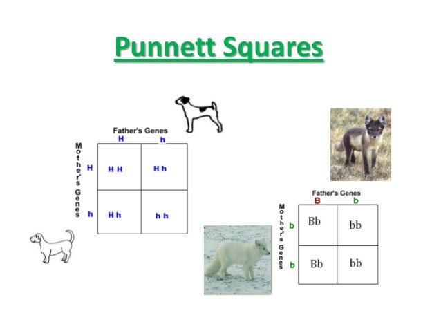 Punnett squares