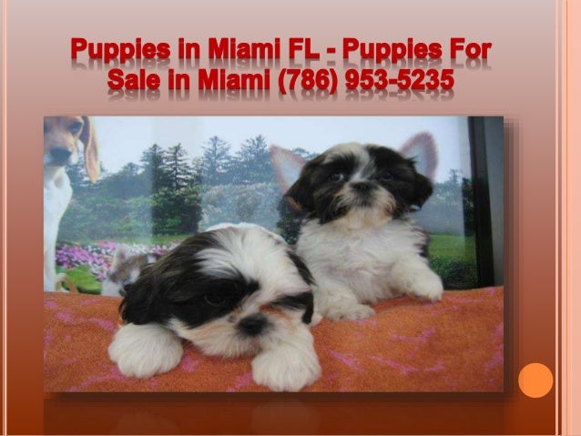 puppies miami puppies for sale in miami miami puppies breeds picture puppies miami puppies for sale in miami miami puppies breeds picture