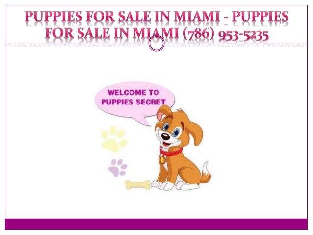 puppies for sale in miami fl puppies for sale miami fl puppies for sale in miami 786 953 5235 puppies for sale in miami fl puppies for sale miami fl puppies for sale in miami 786 953 5235