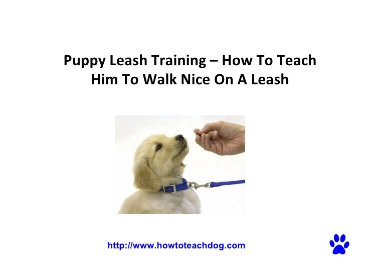 teaching a puppy to walk on a leash puppy leash how to teach him to walk on a teaching a puppy to walk on a leash puppy leash how to teach him to walk on a
