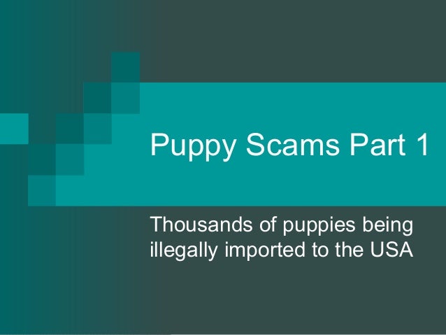puppy scams puppy scams part 1 puppy scams puppy scams part 1