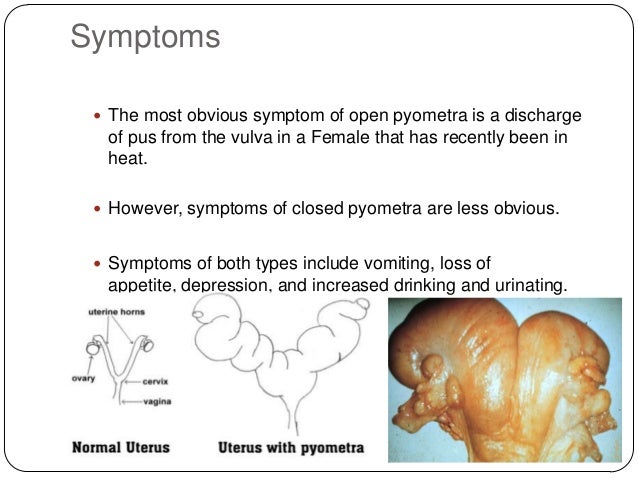 pyometra symptoms in dogs pyometra pyometra symptoms in dogs pyometra