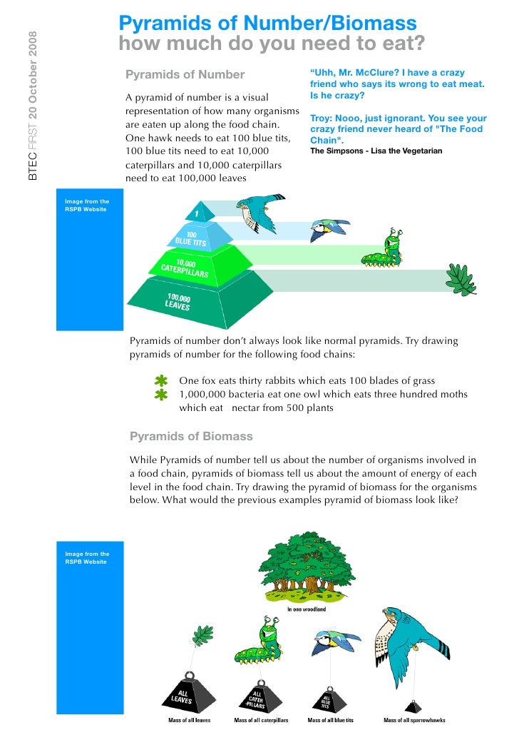 pyramid of numbers and biomass food web pyramid