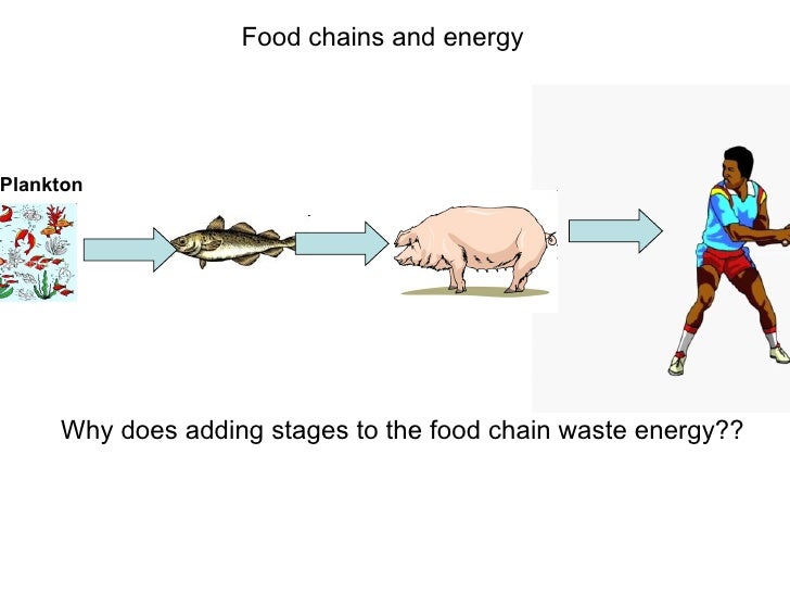 Pyramids of biomass, energy loss