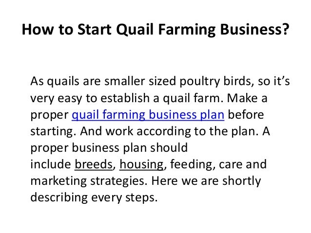 Sle Business Plan For Quail Farming | quails farming by allah dad khan Sle Business Plan For Quail Farming | quails farming by allah dad khan