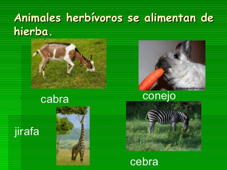 Qué comen los animales Qué comen los animales