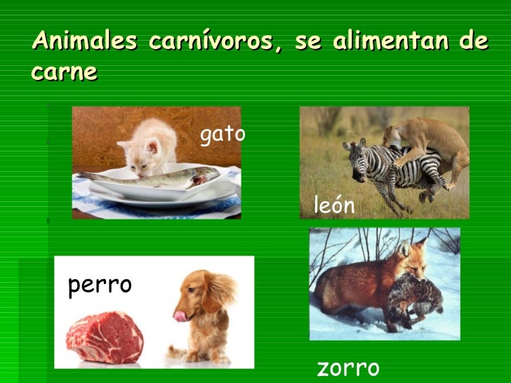 Qué comen los animales Qué comen los animales