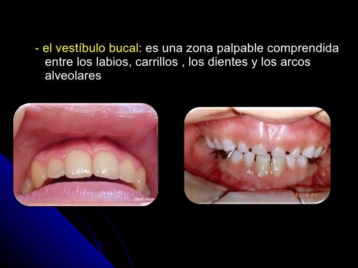 Que es la cavidad oral