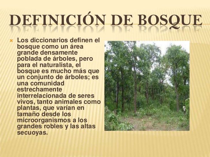 Qué es un bosque