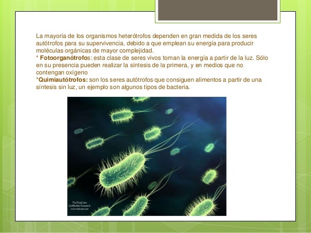 Quimiosíntesis y tipos de nutrición