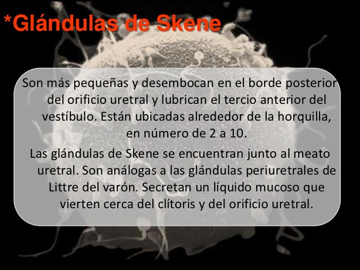 Genitales femeninos externos