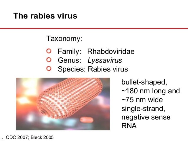 Research paper about rabies