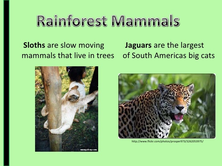 Forest floor animals list
