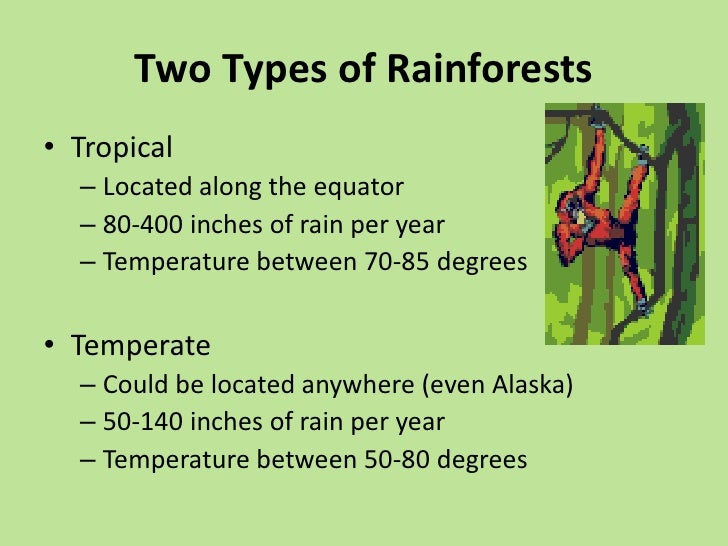 Rainforests rainforests