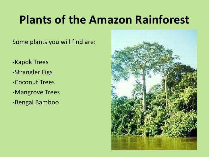 Rainforest Plants Names