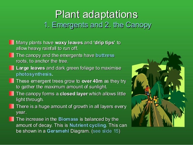 adaptive features of animals in tropical rainforest Many animals have adapted to the rainforest by adopting arboreal how do animals adapt to the rainforest a: animal adaptations in the tropical rainforest. adaptive features of animals in tropical rainforest Many animals have adapted to the rainforest by adopting arboreal how do animals adapt to the rainforest a: animal adaptations in the tropical rainforest.