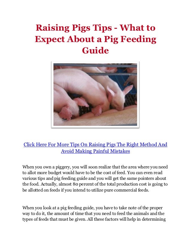 Raising Pigs Tips What to Expect About a Pig Feeding Guide