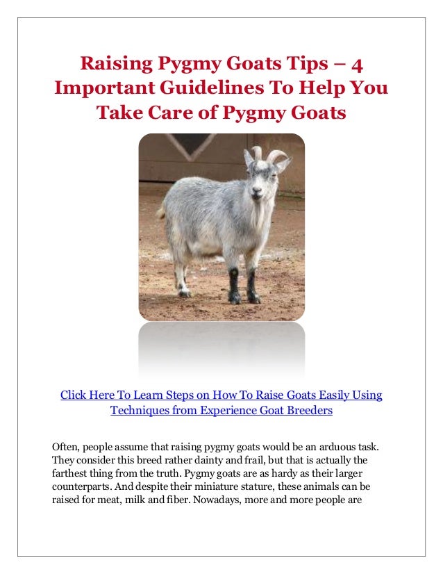 How To Take Care Of A Pygmy Goat How To Take Care Of A Pygmy Goat