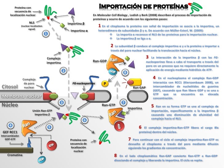 Molecular cell biology lodish 6th edition ebook download