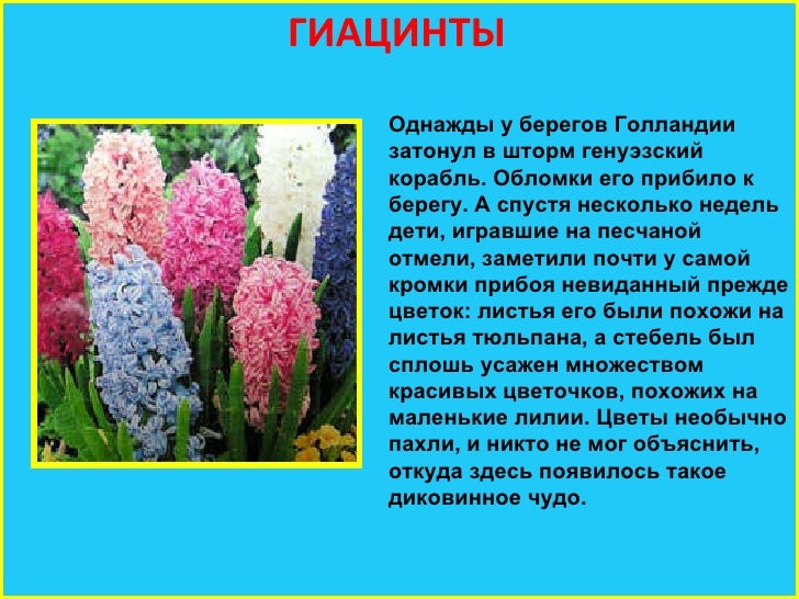 Про Цветок Интернет Магазин