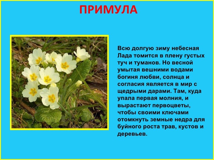 Про Цветок Интернет Магазин